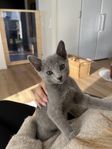 Omplacering av russian blue kattunge