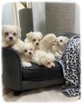 Maltipoo valpar 