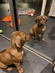 Intresseförfrågan Rhodesian Ridgeback valp till sommaren?