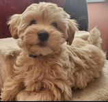 Maltipoo valpar 