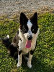 Bordercollie / australien shepherd unghund fodervärd