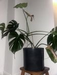 Monstera och kruka