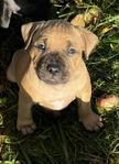 Staffordshire bullterrier valpar