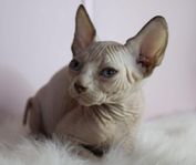 sphynx kattungar 