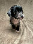 Chinese crested Valpar (registrerade skk)