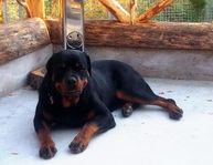 Omplacering,Rottweiler hane, SKK reg.