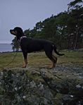 Rottweiler