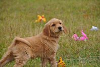 GOLDEN RETRIEVER VALPAR 5T OCH 3H GULDFÄRGADE