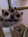 3 st Ragdoll Kattungar leverns klara 5 Dec 