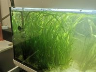 Vallisneria planter