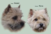 Cairnterrier