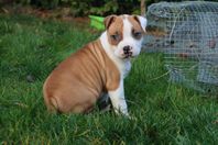 Renrasiga American Staffordshire terrier leveransklara