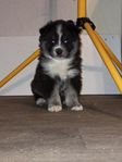 Finsk Lapphund Valpar