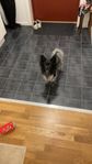 papillon/schipperke