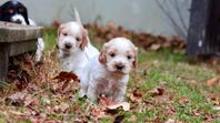 SKK Reg Cockerspaniel valpar 