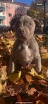 American Bully XL