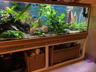 stort akvarium