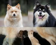 Finsk Lapphund valpar