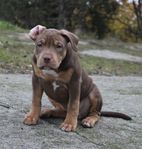 American Bully valpar