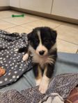 Collie mix valpar 