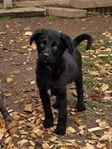 Miniature american shepherd/Labradoddle