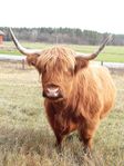 Highland Cattle ko