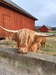 Highland Cattle tjur