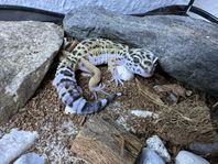 Leopardgecko född i augusti och terrarium