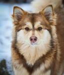 Finska Lapphunds valpar väntas 