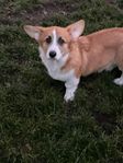 Welsh Corgi Pembroke 