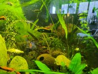 Berlin black and swordtail mix