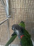 Ett par conure 