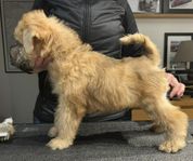  Irish Softcoated Wheatenterrier 