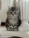 Maine coon