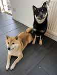 Shiba Inu