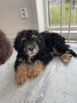 Bernedoodle hane 3,5 mån