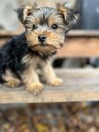 Yorkshireterrier