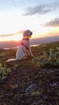 Labradoodle / Jaktlabrador valpar