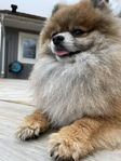 Pomeranian hane utlånas till avel