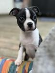 Bostonterrier hanvalp SKK registrerad