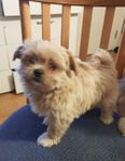 Lhasa Apso valpar