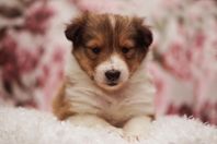 Shetland Sheepdog valpar