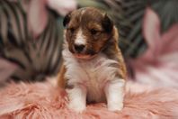 Shetland Sheepdog valpar