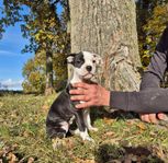 amstaff valpar