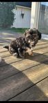 Shihtzu blandras valpar 