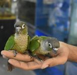 Conure ungar 2024