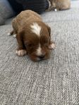 CAVAPOO valp 