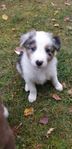 En valp kvar. Border Collie / Australien Shepherd 