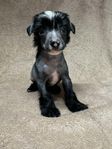 Chinese crested nakenvalp hane (skk)