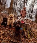 Labradoodle tjej Fodervärd